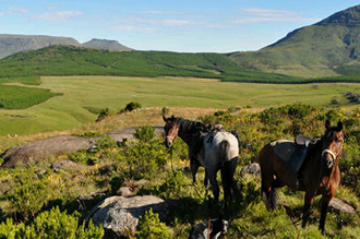 Amathole Horse Trails