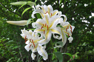 Applegarth Gardens and Nursery