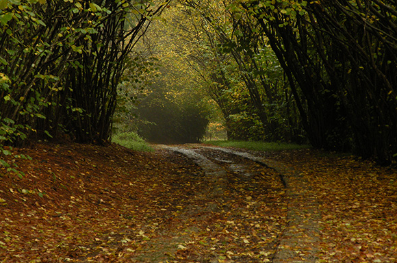 Hazelnut tunnel - driveway to the Eco-Shrine