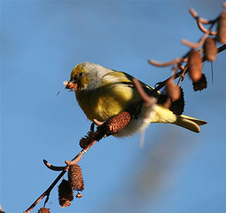 Birding