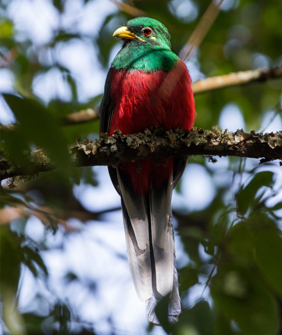Guided Birding Walks