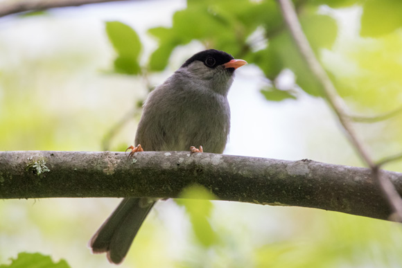 Bush Blackcap
