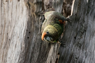 Cape Parrot