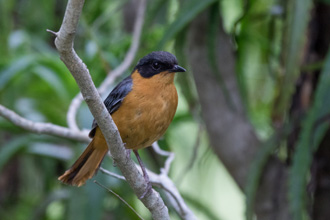 Chorister Robin-chat