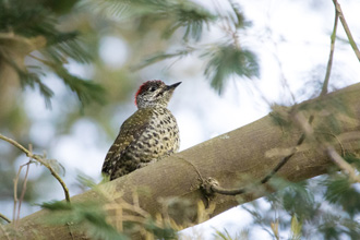 Knysna Woodpecker