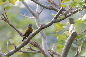 Olive Woodpecker