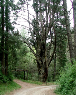 Hangman's Tree in Redcoat Lane