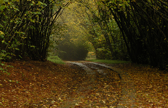Magical Hogsback