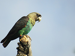 The Cape Parrot