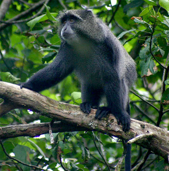 Samango Monkey