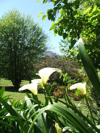 Arum lilies and beech tree on the Bluff