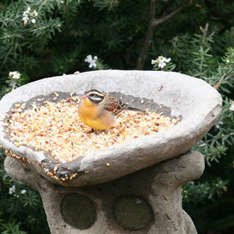 Golden Breasted Bunting