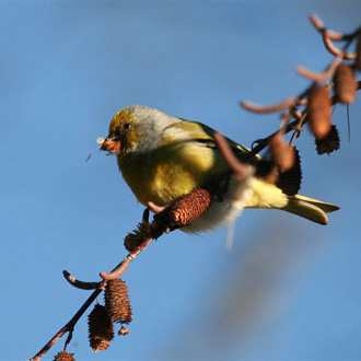 Cape Canary