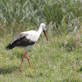 White Stork